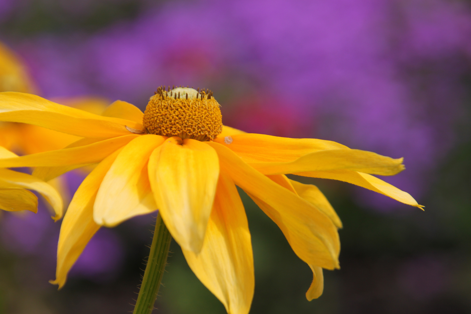 Gelbe Blüte vor lila Hintergrund