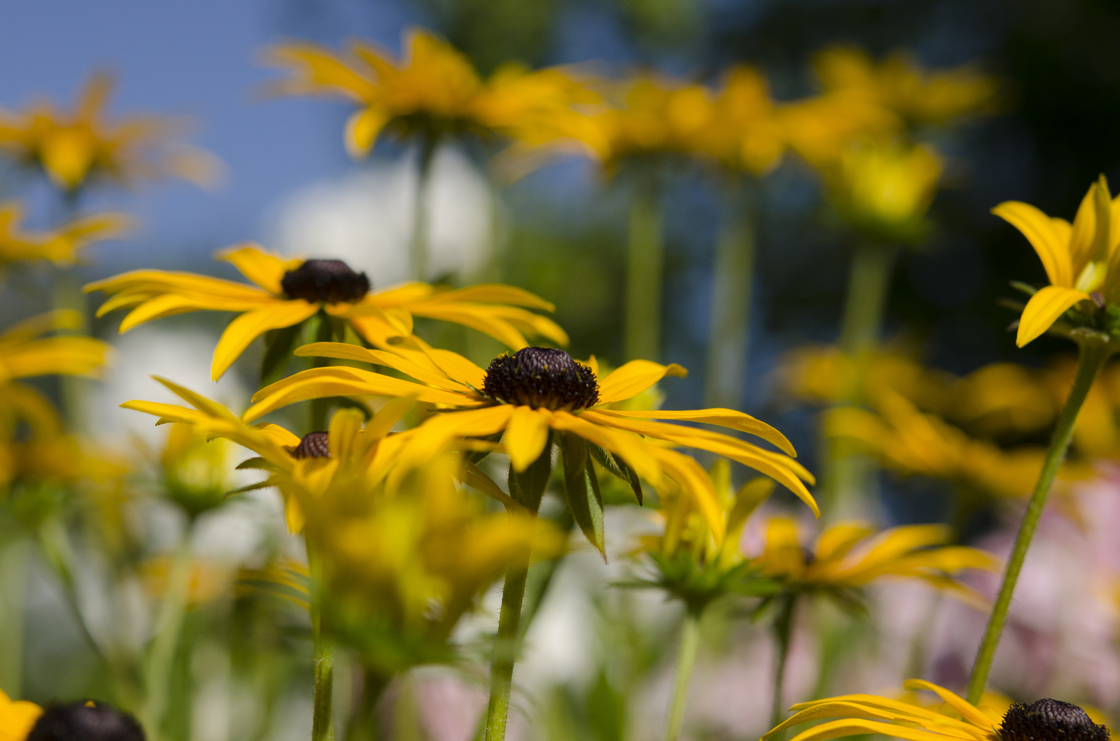 Gelbe Blüten