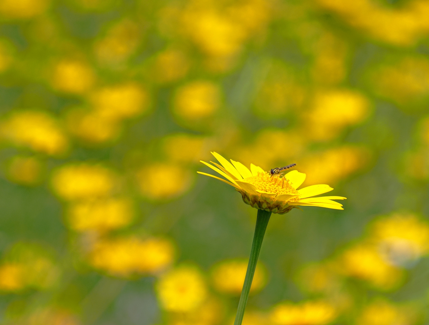 gelbe Blüten