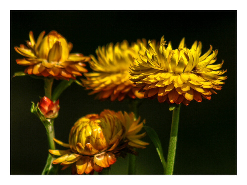 Gelbe Blüten