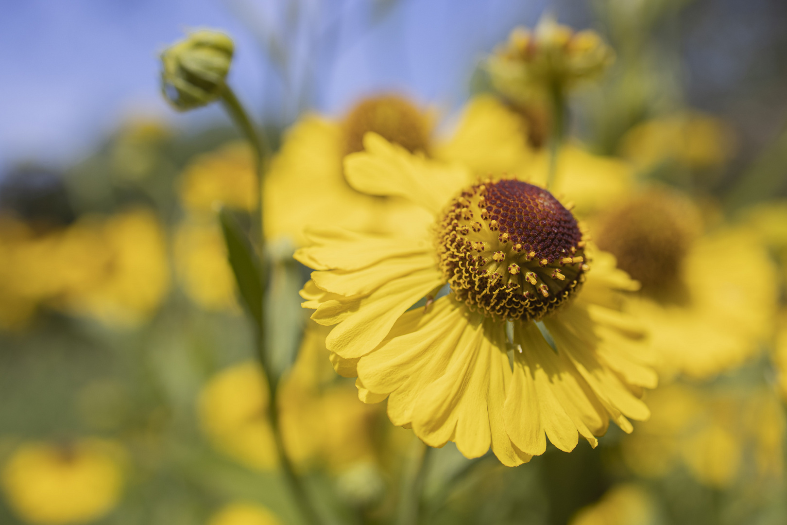 gelbe Blüten