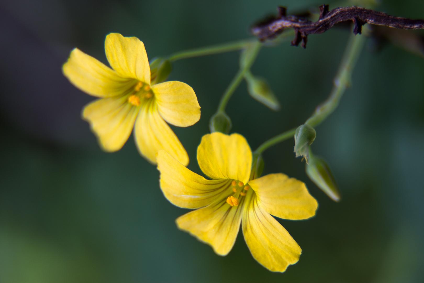 gelbe Blüten