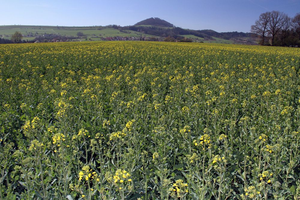 gelbe Blüten