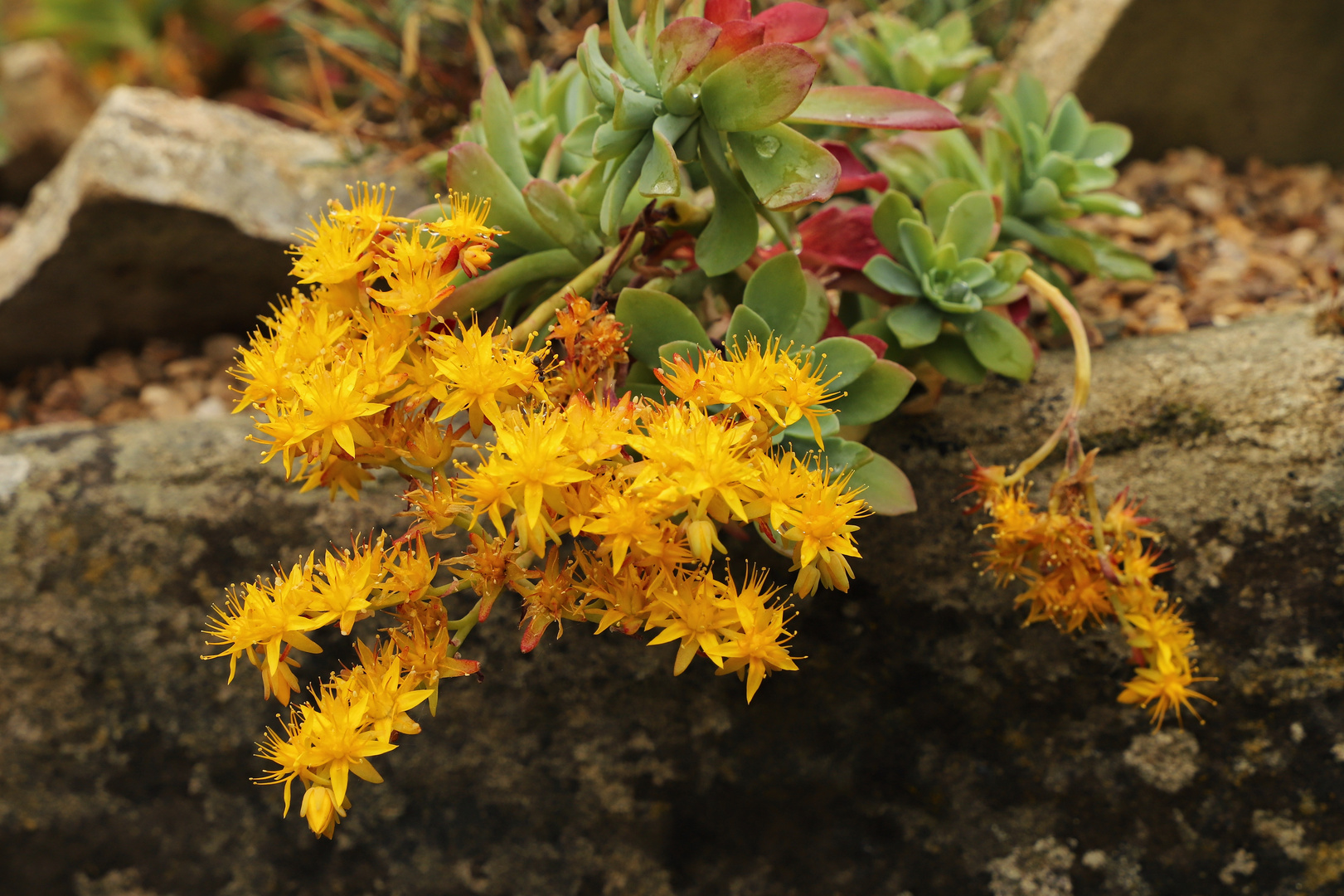 Gelbe Blüten (2019_05_03_EOS 6D Mark II_2115_ji)