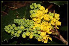 gelbe Blüten