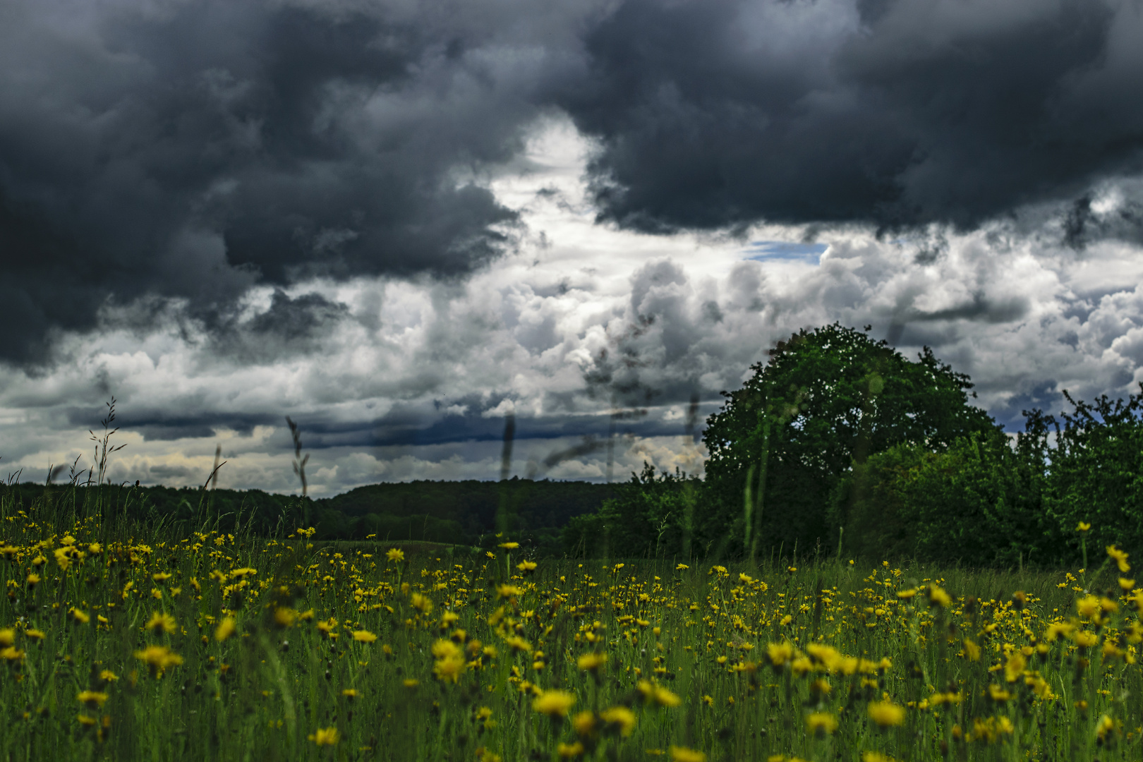 gelbe Blüten