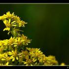 gelbe Blüten....