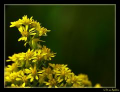 gelbe Blüten....