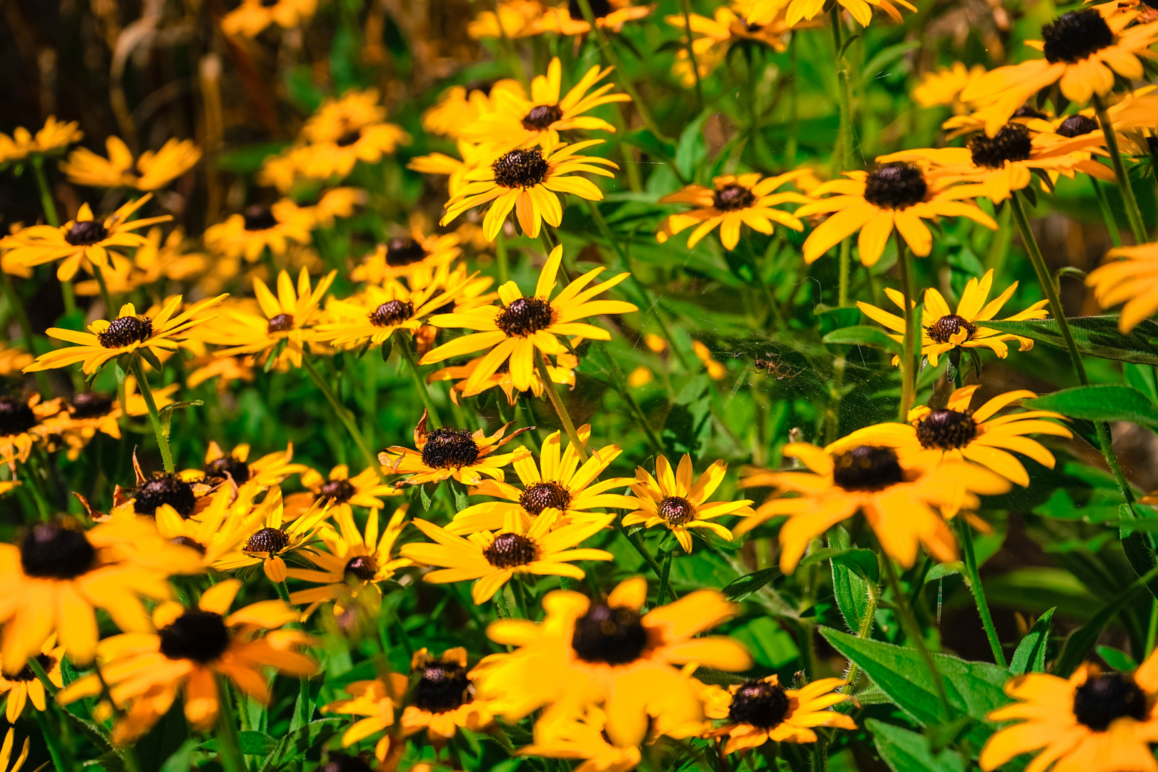 gelbe Blüten