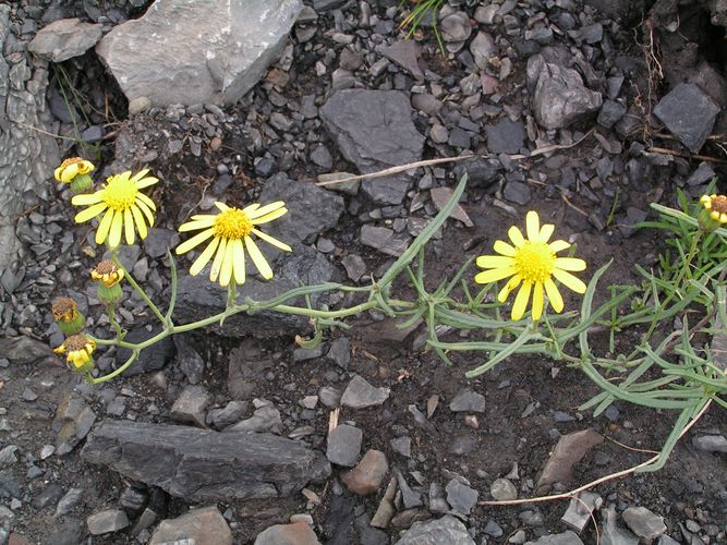 Gelbe Blüten