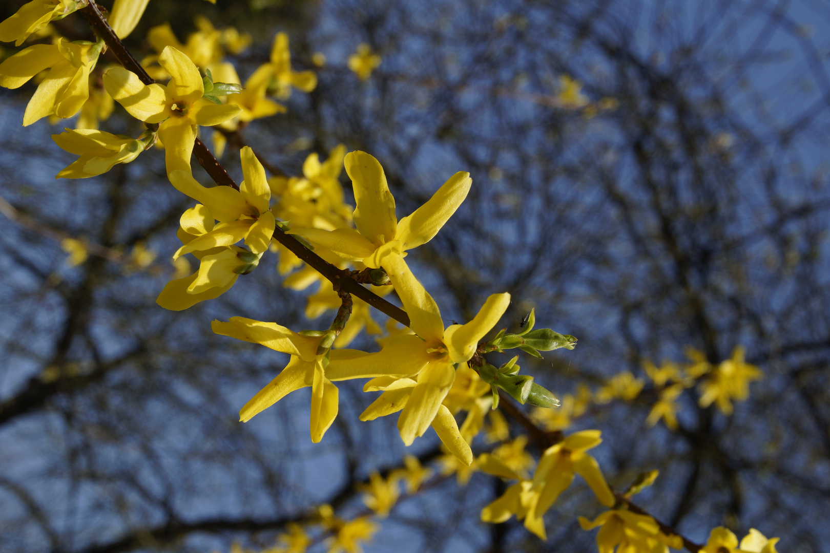 Gelbe Blüten