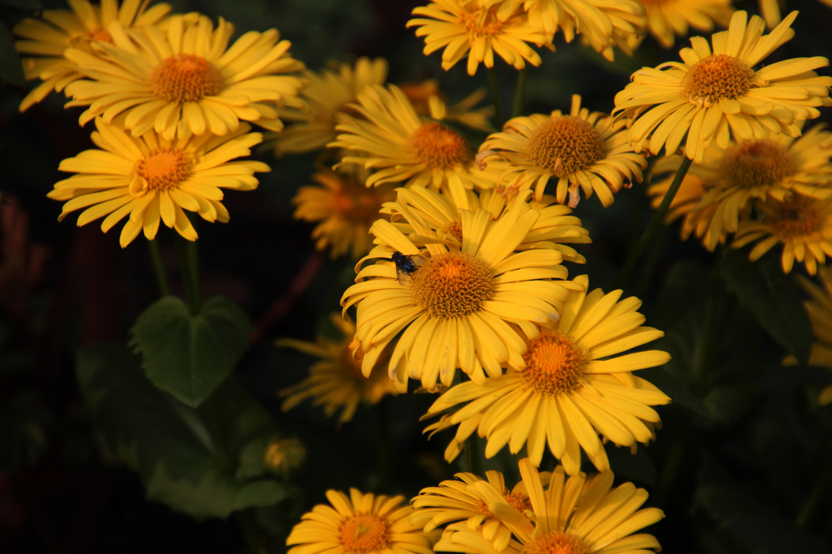 Gelbe Blüten