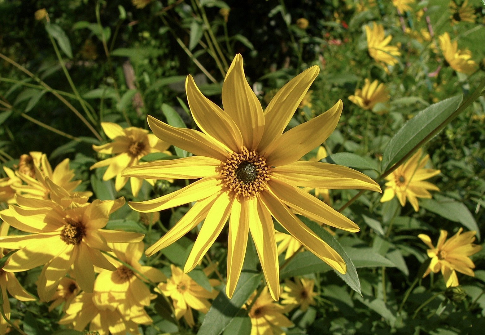 Gelbe Blüten…