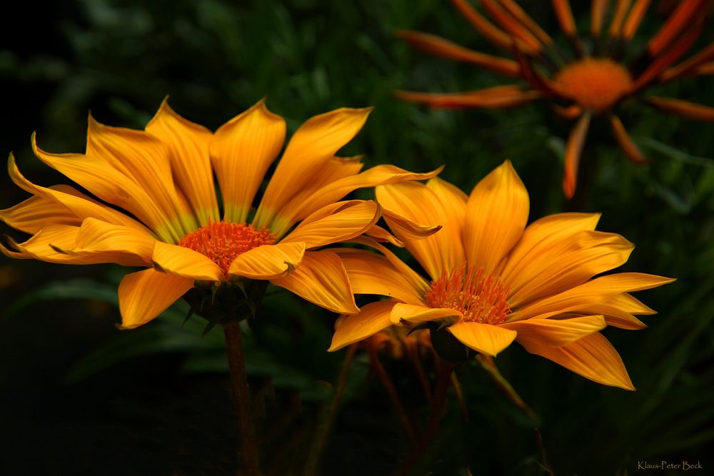 Gelbe Blüten