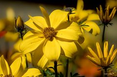 Gelbe Blüten
