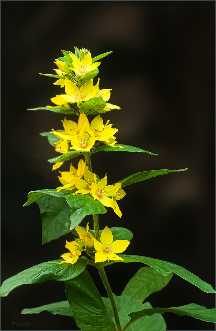 Gelbe Blüten