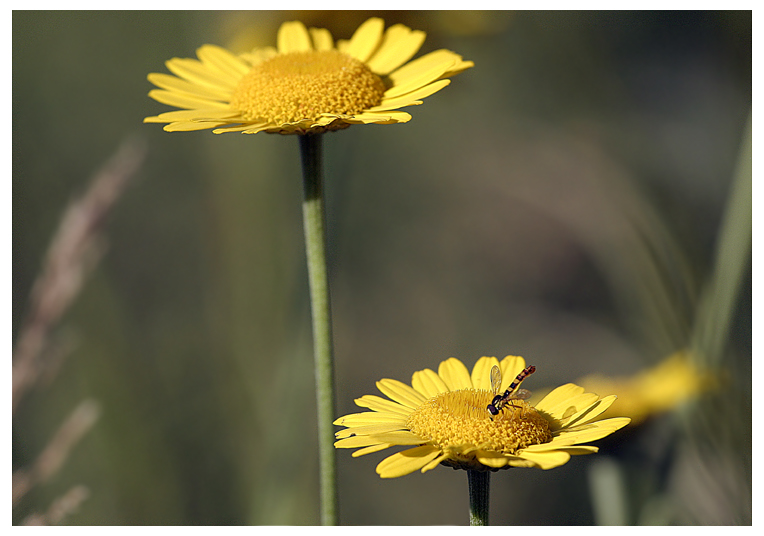 gelbe Blüten