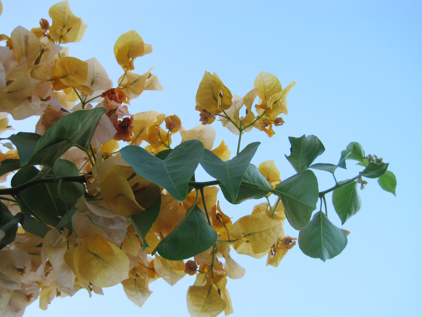 gelbe Blüten -