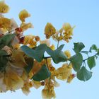 gelbe Blüten -