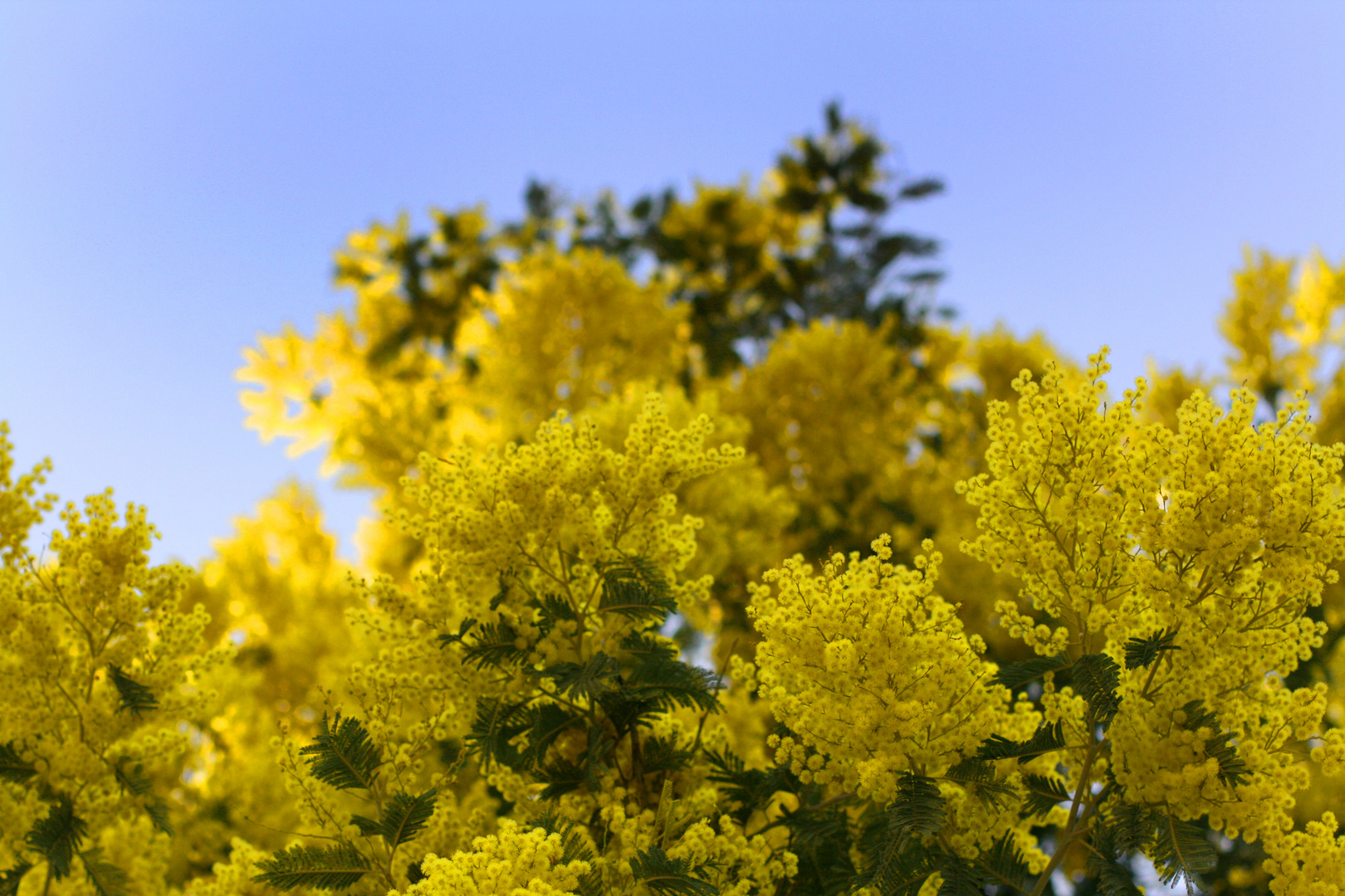 gelbe Blüten