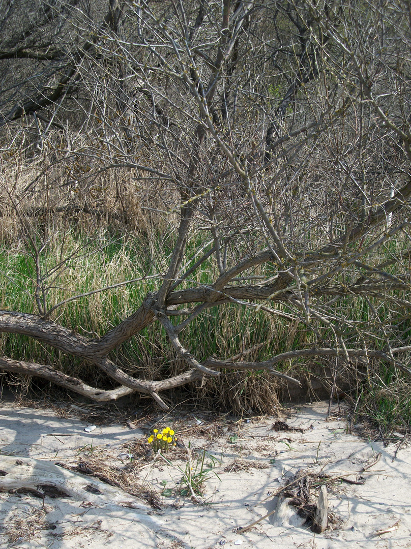 Gelbe Blüten allein am Strand