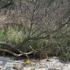 Gelbe Blüten allein am Strand