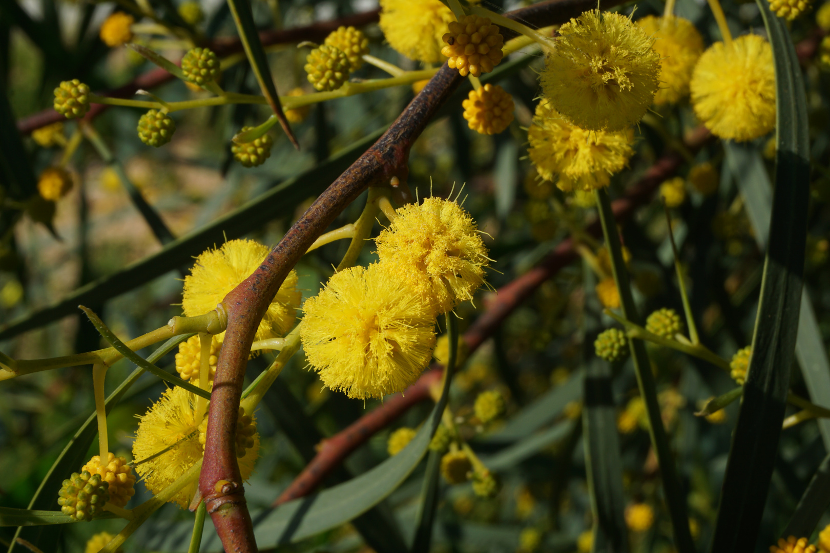 Gelbe Blüten am Strauch