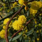 Gelbe Blüten am Strauch