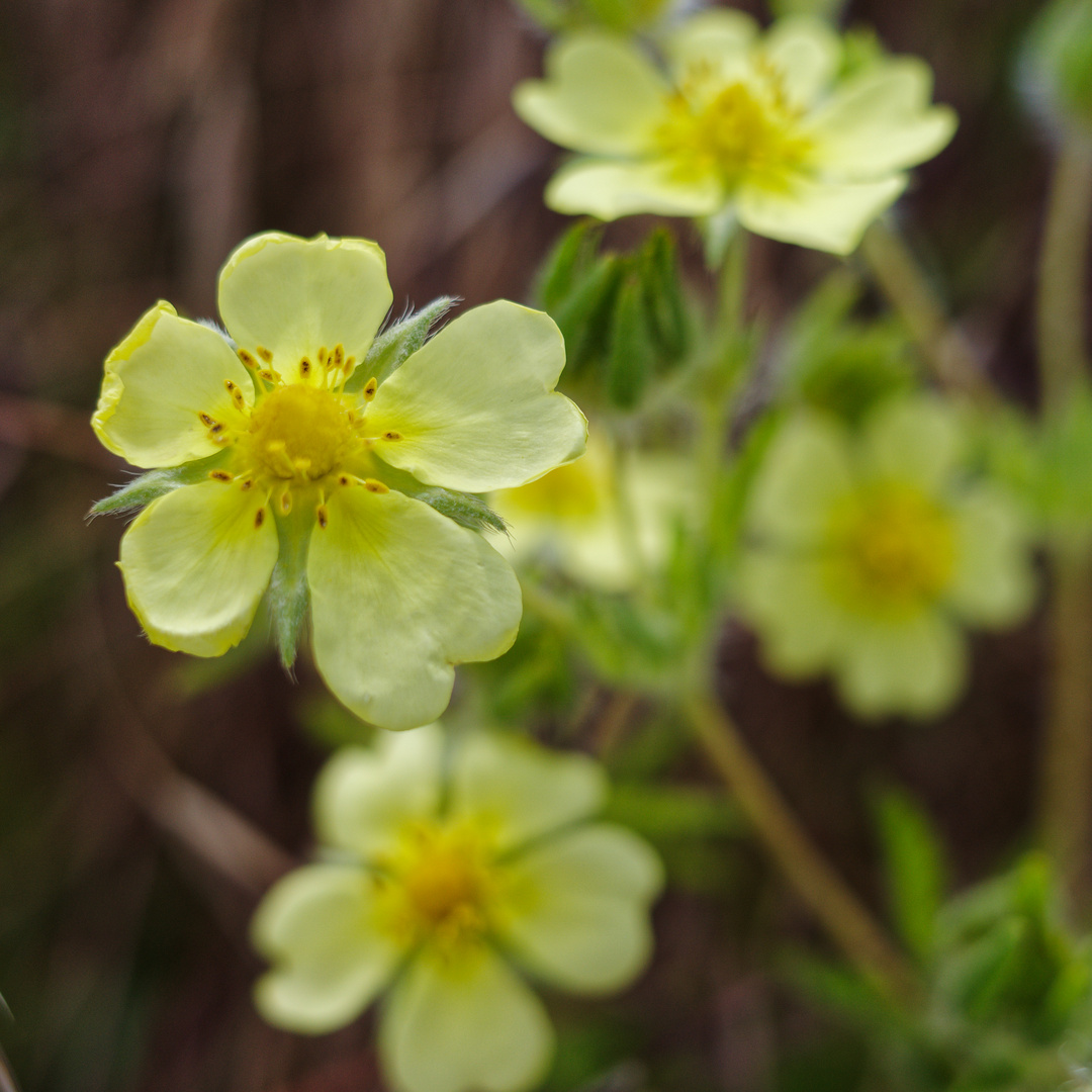 Gelbe Blüten am Wegrand