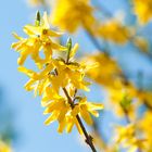 Gelbe Blüten auf blauem Grund