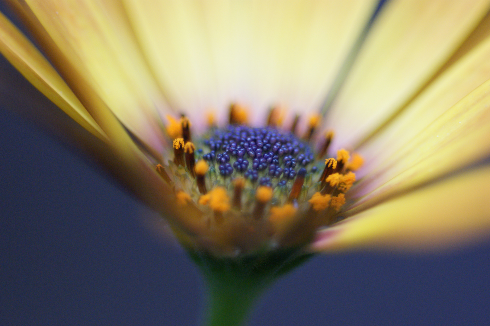 Gelbe Blüten auf unserem Balkon