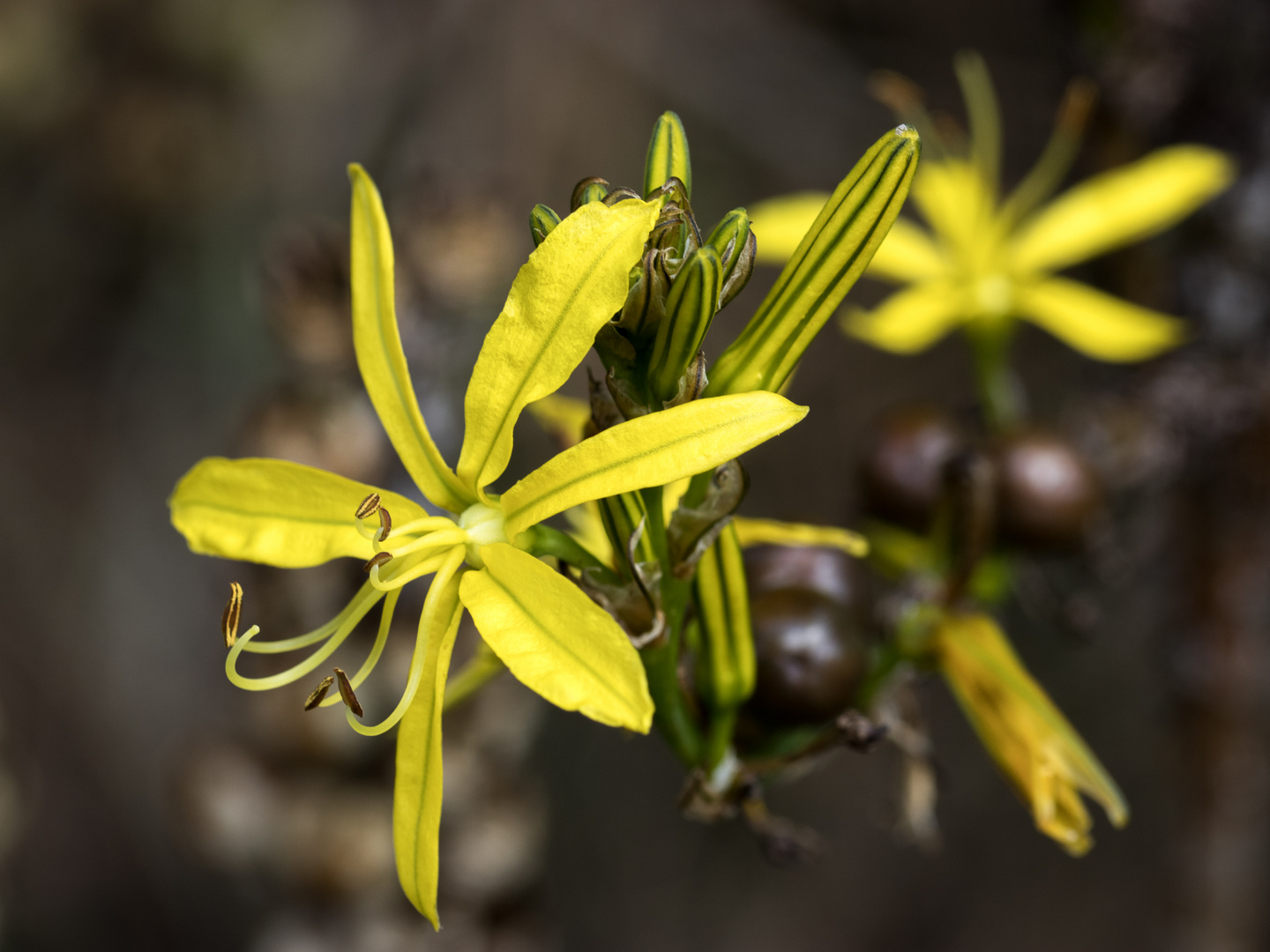 gelbe Blüten