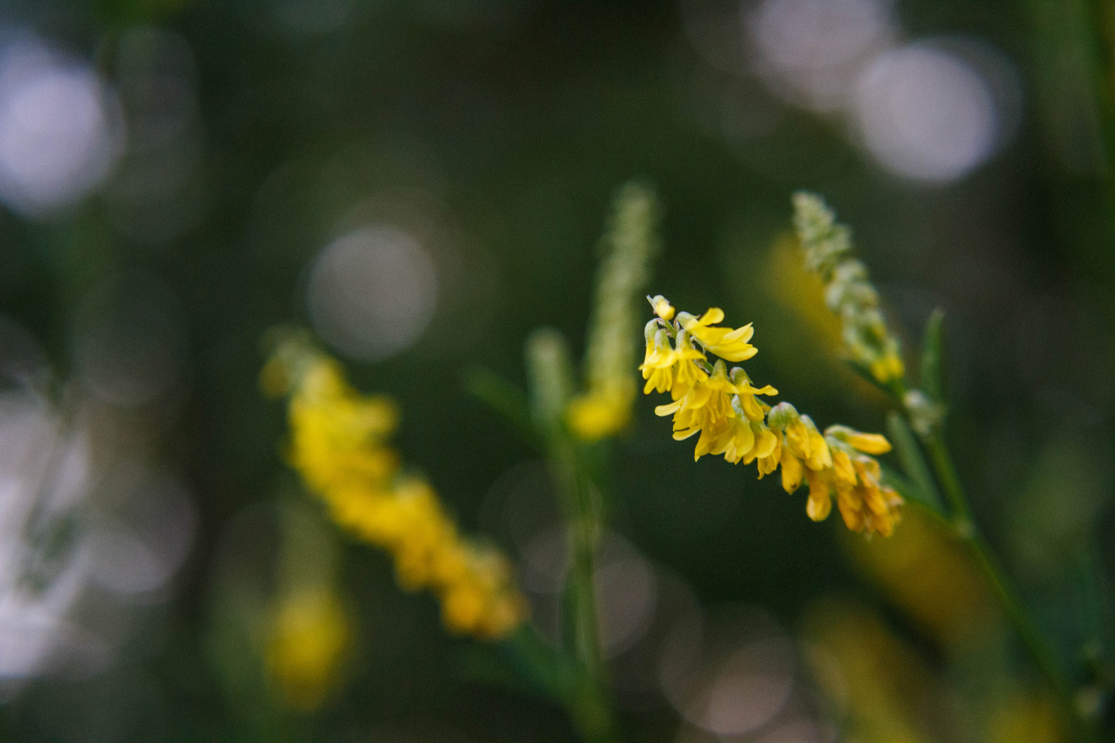 Gelbe Blüten bei durchschimmerndem Licht 