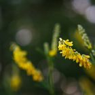 Gelbe Blüten bei durchschimmerndem Licht 