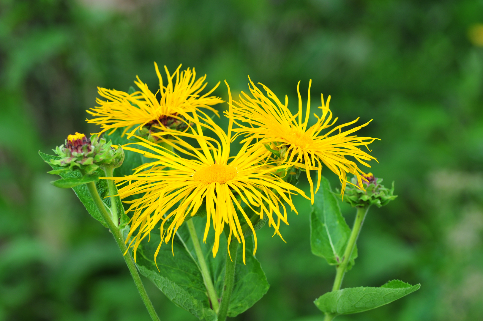 Gelbe Blüten