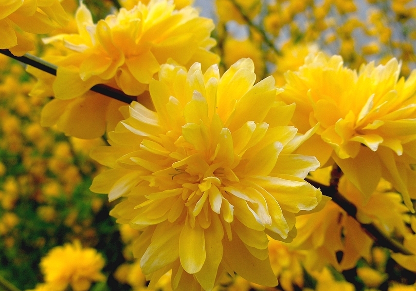 Gelbe Blüten Foto & Bild pflanzen, pilze & flechten, sträucher, natur