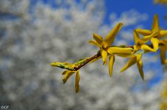 gelbe Blüten