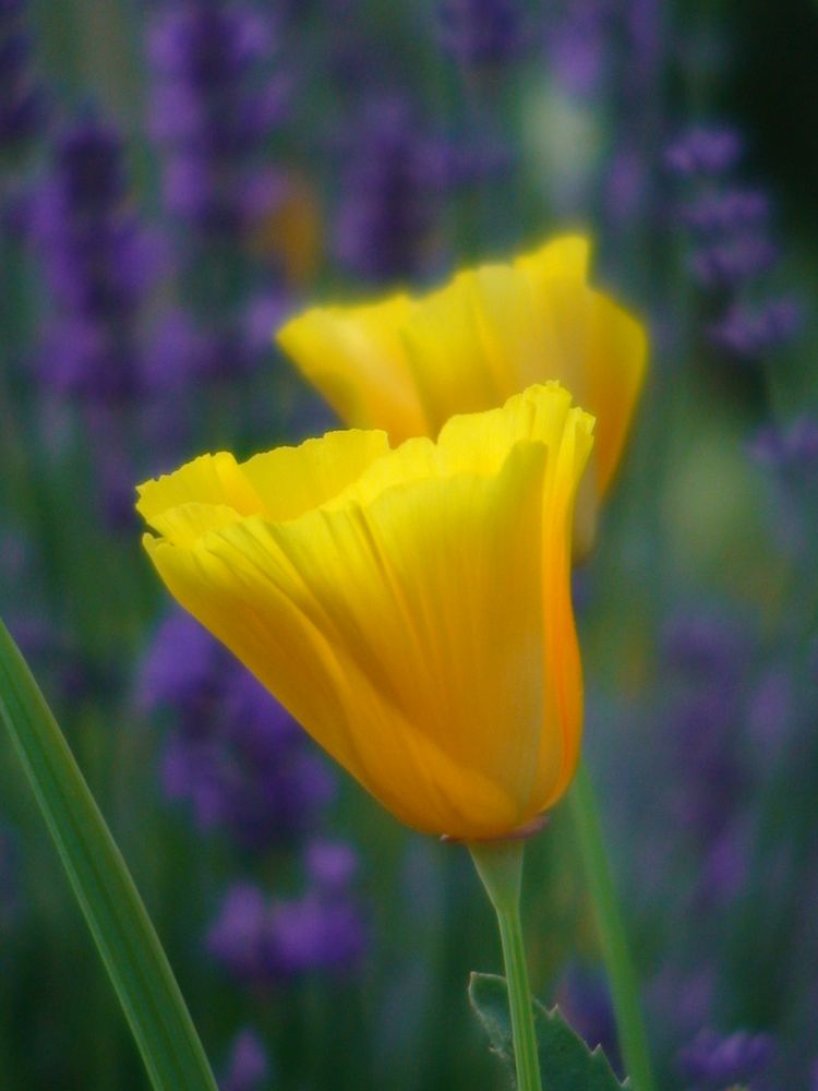 gelbe Blüten