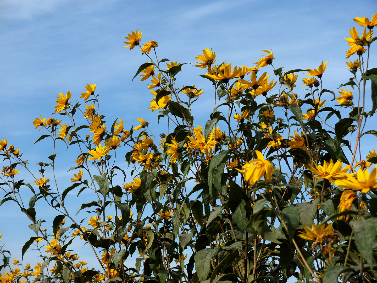 gelbe Blüten 