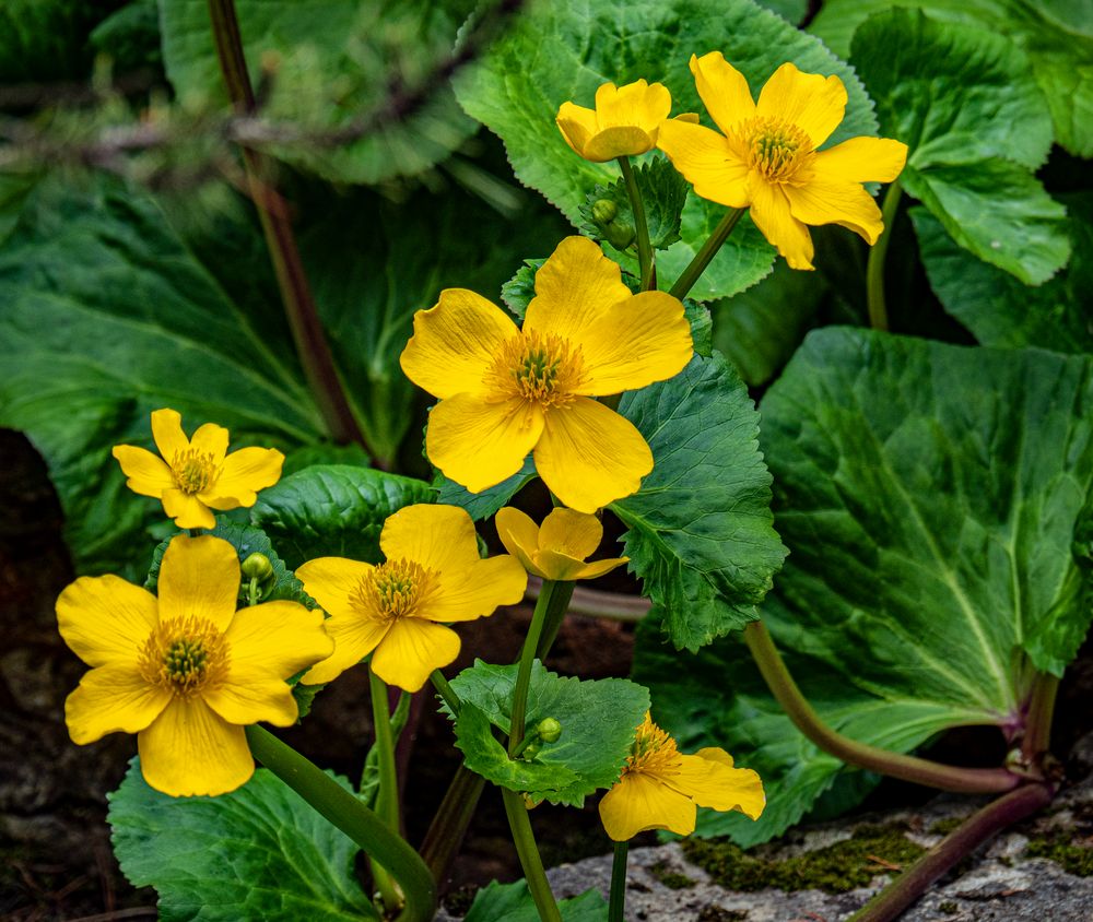 gelbe blüten...