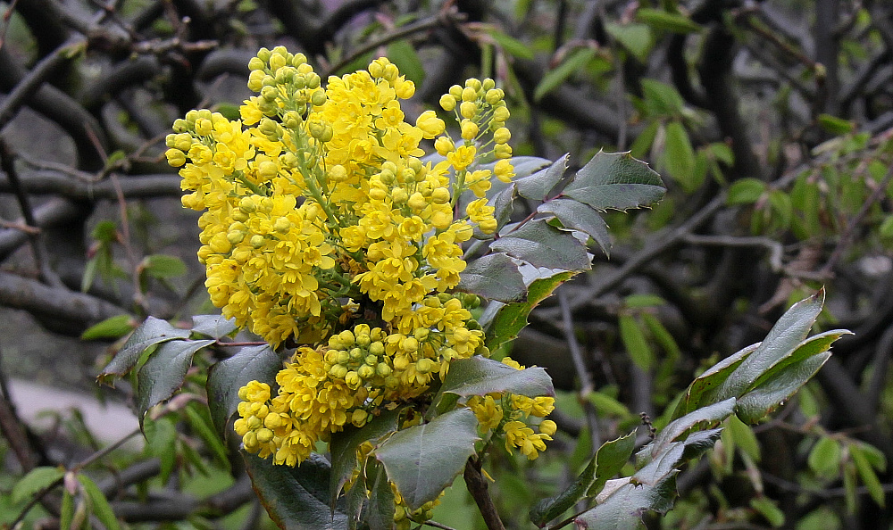 Gelbe Blüten