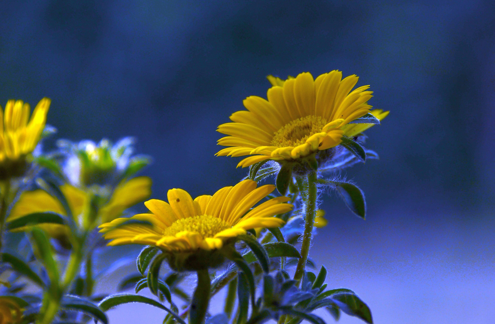 gelbe Blüten - ganz blau