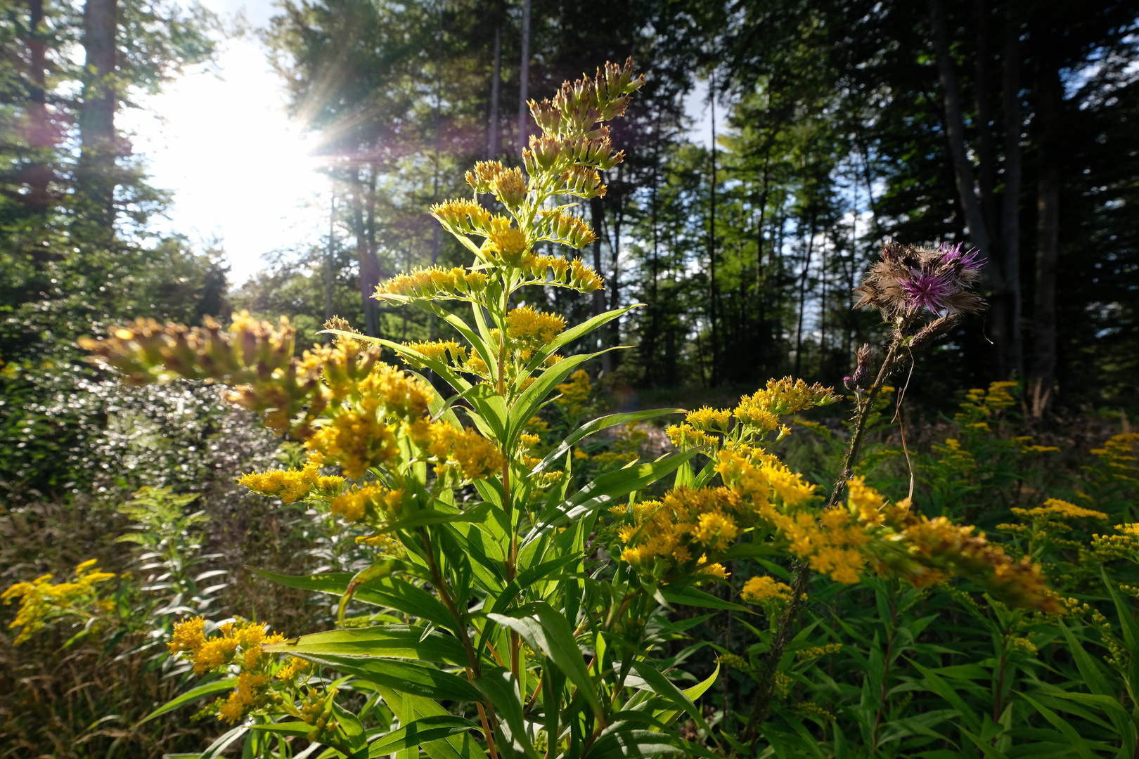 Gelbe Blüten im Sonnenlicht