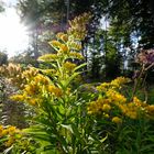 Gelbe Blüten im Sonnenlicht