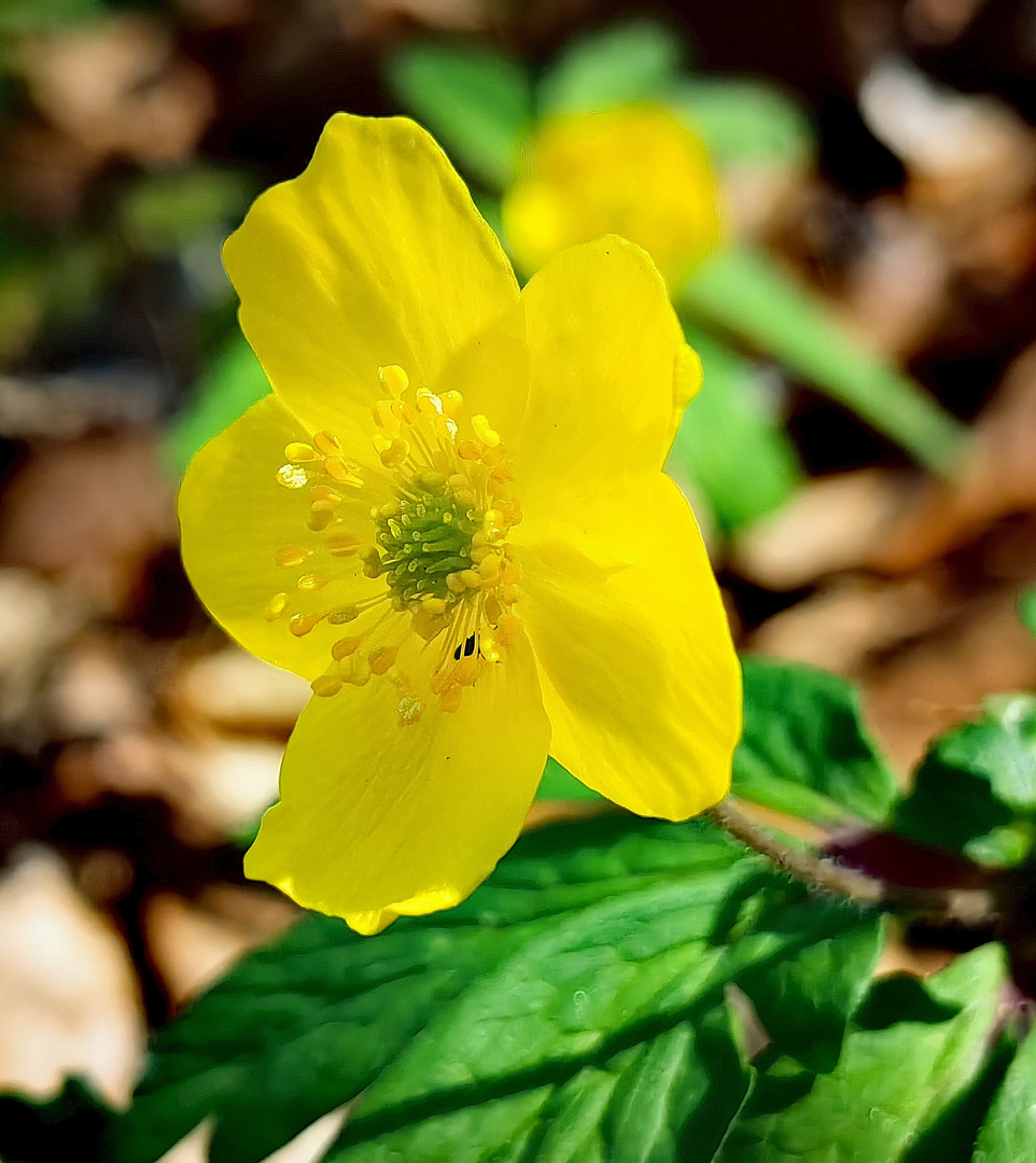 gelbe blüten im wald