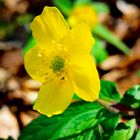 gelbe blüten im wald