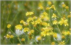 gelbe Blüten  in der Mittagshitze