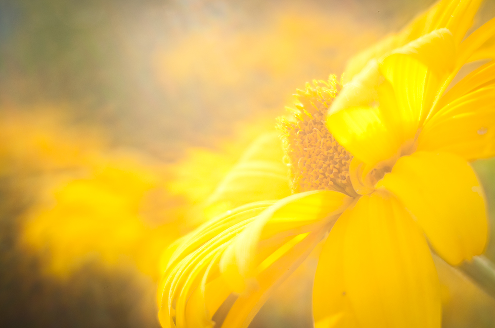 Gelbe Blüten (überstrahlt)