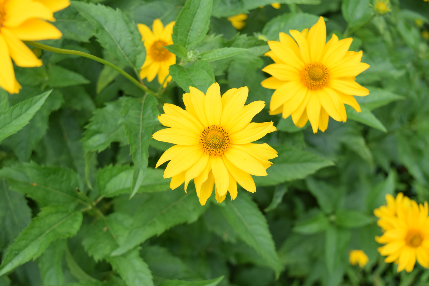 Gelbe Blüten vor grünem Blattwerk