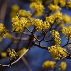 Gelbe Blütenbälle wiegen sich in blauen Frühlingslüftenn